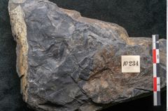 Foto (Detailansicht) von Flabellaria sublongirhachis Ettingshausen (NHMW-GEO-2024-0188-10234)